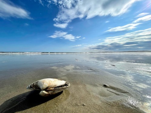 A seashell rests on wet sand with a clear blue sky and gentle waves in the background.