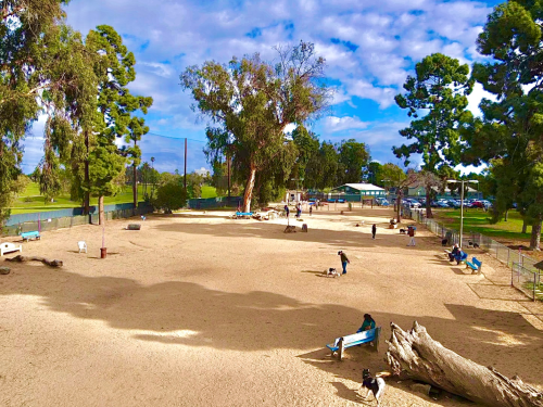 A sunny dog park with people and dogs playing, surrounded by trees and a blue sky with scattered clouds.