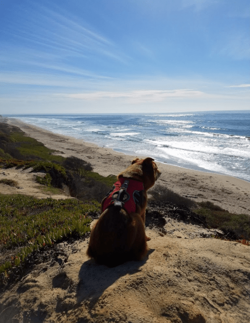 A dog in a red harness sits on a cliff, gazing at the ocean and sandy beach under a clear blue sky.