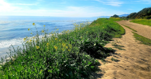 A sandy path lined with wildflowers leads to a serene ocean view under a clear blue sky.