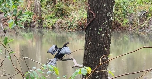 A bird with outstretched wings perches on a branch near a calm, reflective body of water surrounded by greenery.