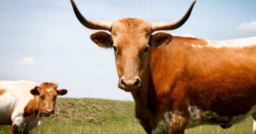 A close-up of a brown and white cow with horns, standing in a grassy field with another cow in the background.