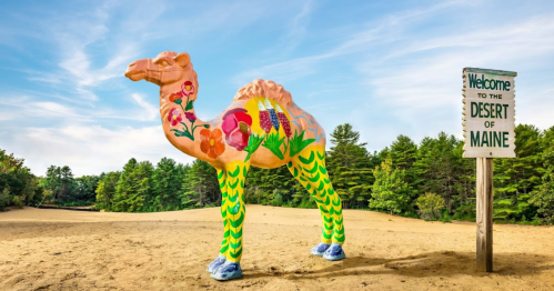 Colorful camel statue in a sandy area with a sign reading "Welcome to the Desert of Maine" and trees in the background.