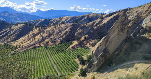 A scenic view of rolling hills with vineyards and mountains under a clear blue sky.