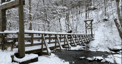 A snowy landscape featuring a wooden bridge over a stream, with a person walking and a dog nearby.