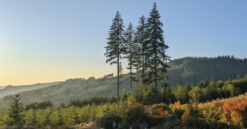 A serene landscape featuring tall pine trees on a hillside, with a soft sunrise illuminating the scene.