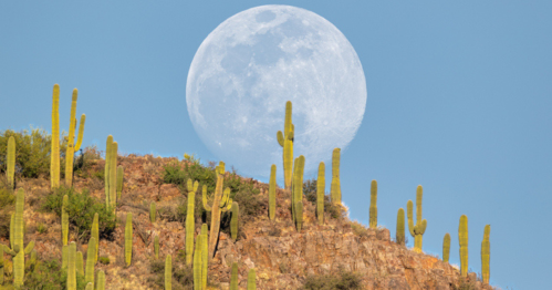 A large full moon rises over a desert landscape with tall cacti against a clear blue sky.