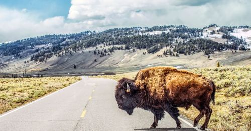 A bison stands on a road with a mountainous landscape in the background, under a cloudy sky.