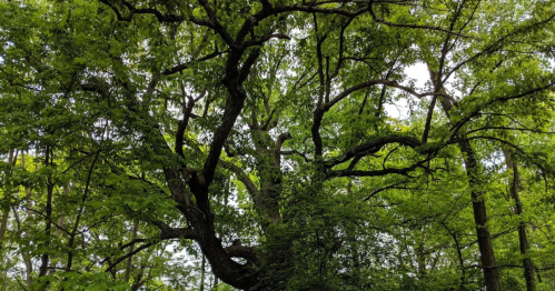 A lush green tree with sprawling branches and dense foliage in a forest setting.