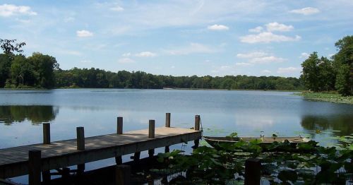 A serene lake view with a wooden dock, surrounded by trees and lily pads under a blue sky with fluffy clouds.