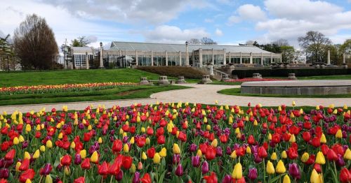 A vibrant garden filled with red, yellow, and purple tulips, with a glass conservatory in the background under a cloudy sky.