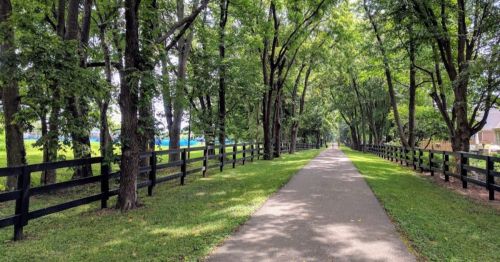 A tree-lined path with a paved walkway, bordered by a black fence and lush green grass on either side.