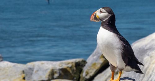 A puffin stands on a rocky shore, facing the ocean with a colorful beak and a clear blue sky in the background.