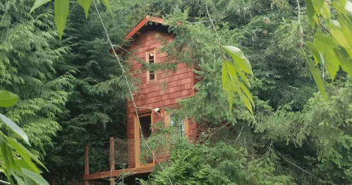A small wooden cabin nestled among dense green trees, featuring a sloped roof and a deck.