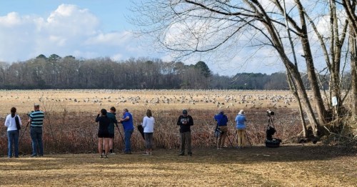 A group of people observing a large flock of birds in a field, with trees and a cloudy sky in the background.