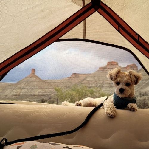 A small dog relaxes inside a tent, with a scenic view of mountains in the background.