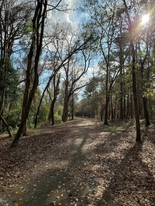 A serene forest path lined with bare trees and scattered autumn leaves under a partly cloudy sky.