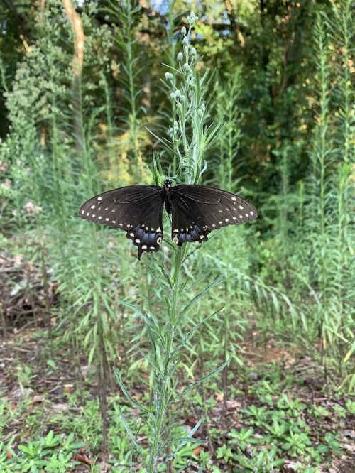 A black butterfly with white spots perched on a tall green plant in a lush, natural setting.