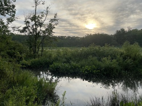 A serene landscape featuring a calm pond surrounded by lush greenery and a cloudy sky at sunrise.