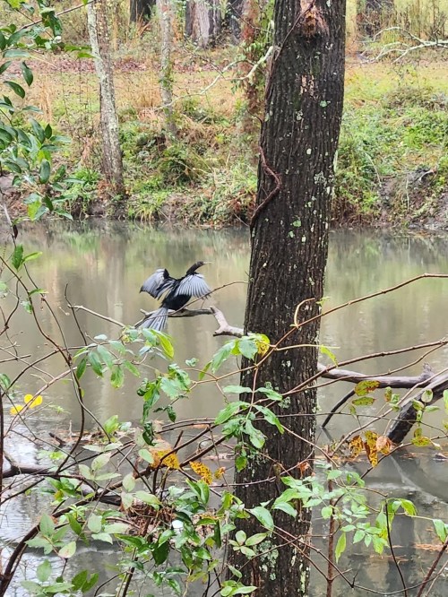 A black bird with outstretched wings perched on a branch over a calm river, surrounded by greenery.
