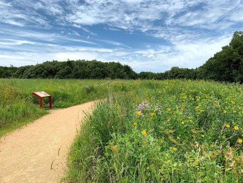 A winding path through a vibrant field of wildflowers under a blue sky with scattered clouds.