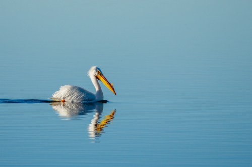 A white pelican glides across calm blue water, its reflection visible in the serene surface.