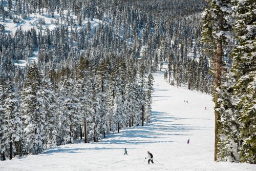 A snowy mountain landscape with skiers navigating down a slope surrounded by tall evergreen trees.