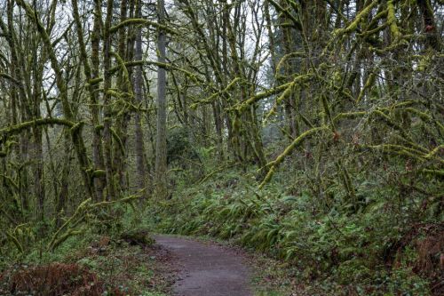 A winding path through a lush, moss-covered forest with tall trees and dense greenery.