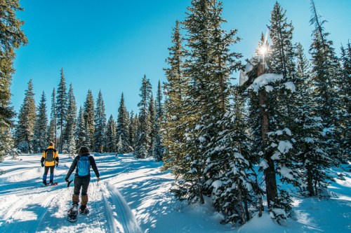 Two people snowshoeing through a snowy forest with tall pine trees under a clear blue sky.