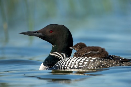 A common loon swims on water with a fluffy chick perched on its back, surrounded by green reeds.
