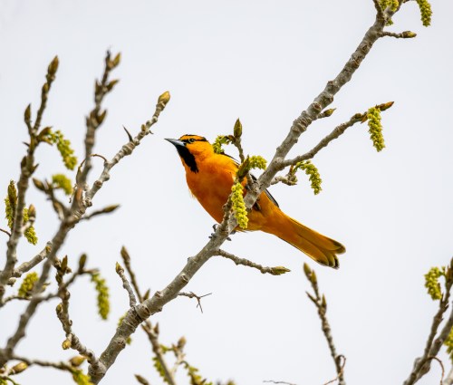 A vibrant orange bird perched on a branch with budding leaves against a light sky.
