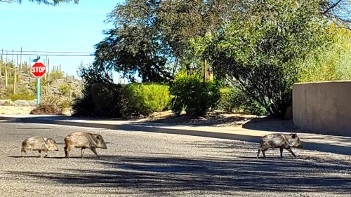 Three javelinas crossing a road near a stop sign, surrounded by desert vegetation.