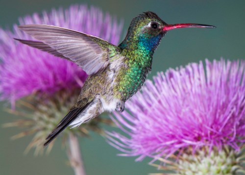 A vibrant hummingbird with iridescent feathers hovers near a purple thistle flower.
