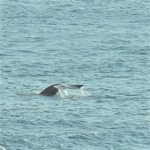 A whale's tail emerges from the water, creating ripples in the calm sea.