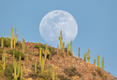 A large full moon rises behind a rocky hill adorned with tall cacti against a clear blue sky.