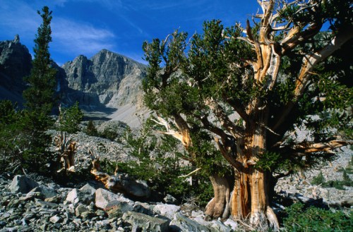 Ancient trees with twisted trunks in a rocky mountain landscape under a clear blue sky.