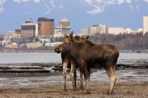 Two moose stand in a grassy area near a river, with a city skyline and mountains in the background.