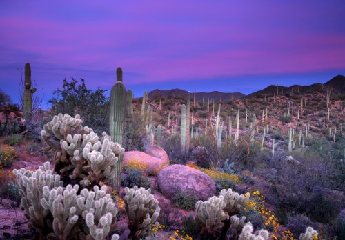 A vibrant desert landscape at sunset, featuring cacti, rocky terrain, and colorful skies.