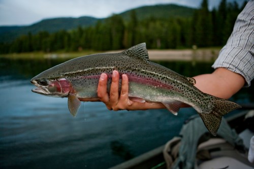 A person holds a large rainbow trout above a calm lake, surrounded by green trees and mountains in the background.