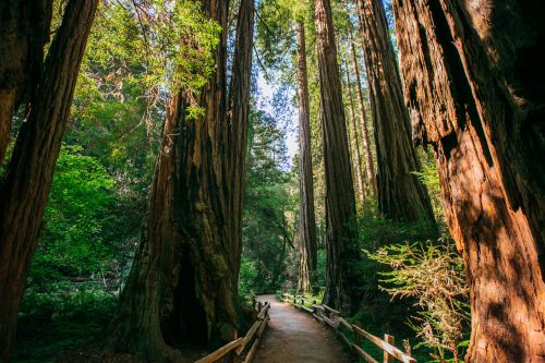 A serene forest path surrounded by towering redwood trees and lush greenery. Sunlight filters through the leaves.