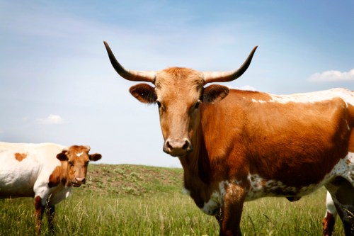 A close-up of a brown and white cow with long horns, standing in a grassy field with another cow in the background.