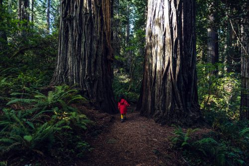 A person in a red coat walks along a path between two towering trees in a lush, green forest.