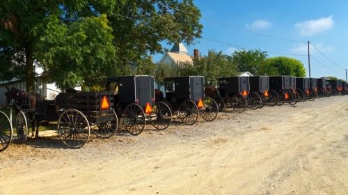 A row of black horse-drawn buggies parked along a dirt road, surrounded by trees and a clear blue sky.