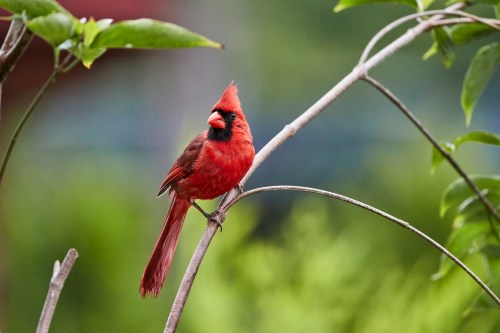 A vibrant red cardinal perched on a slender branch, surrounded by green foliage.