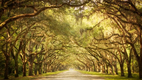 A serene tree-lined path with arching branches and Spanish moss, creating a tranquil, shaded atmosphere.