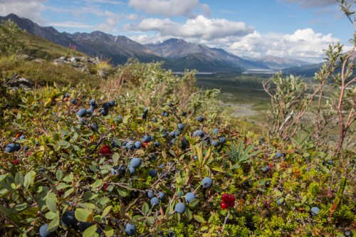 A close-up of colorful berries on bushes with a mountainous landscape and cloudy sky in the background.