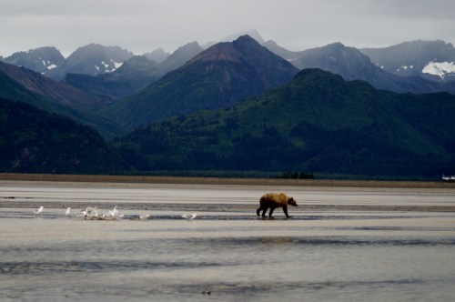 A bear walks along a sandy shore with mountains in the background and birds taking flight nearby.