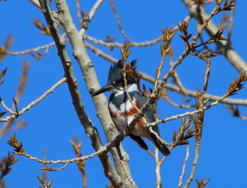 A colorful kingfisher perched on a branch with budding leaves against a clear blue sky.