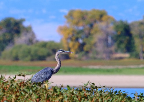 A heron stands on a bush by a river, surrounded by trees and a clear blue sky in the background.