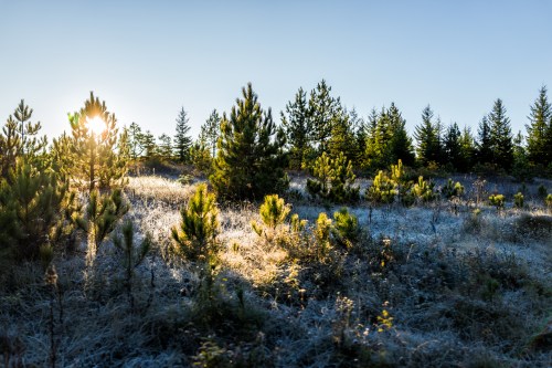Sunlight filters through a frosty forest, illuminating young pine trees and a misty ground in a serene landscape.